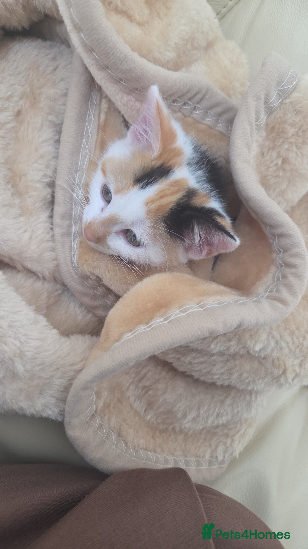 British Shorthair cats for sale: Baby  - Image 2
