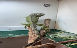 Iguana reptiles for sale: Young Male Green Iguana - Advert 3