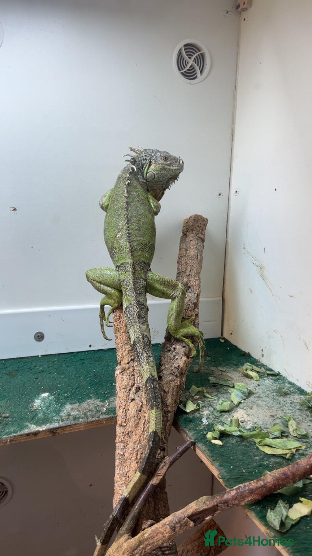 Iguana reptiles for sale: Young Male Green Iguana - Advert 3