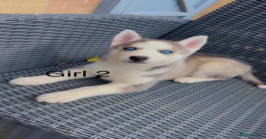 Siberian Husky dogs - Advert 15
