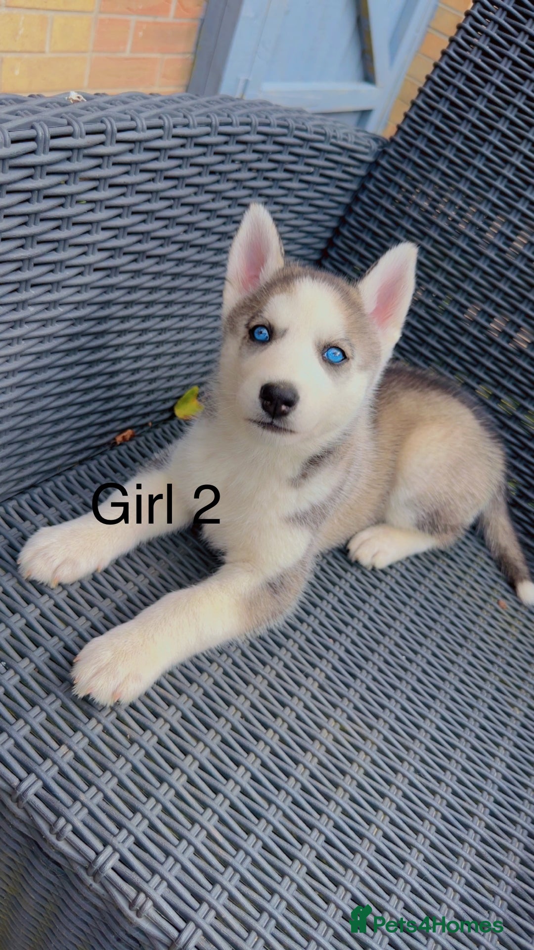 Siberian Husky dogs for sale: Beautiful Blue Eyes Siberian Huskies  - Image 1