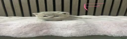 British Shorthair cats for sale: British shorthair kittens - Advert 8
