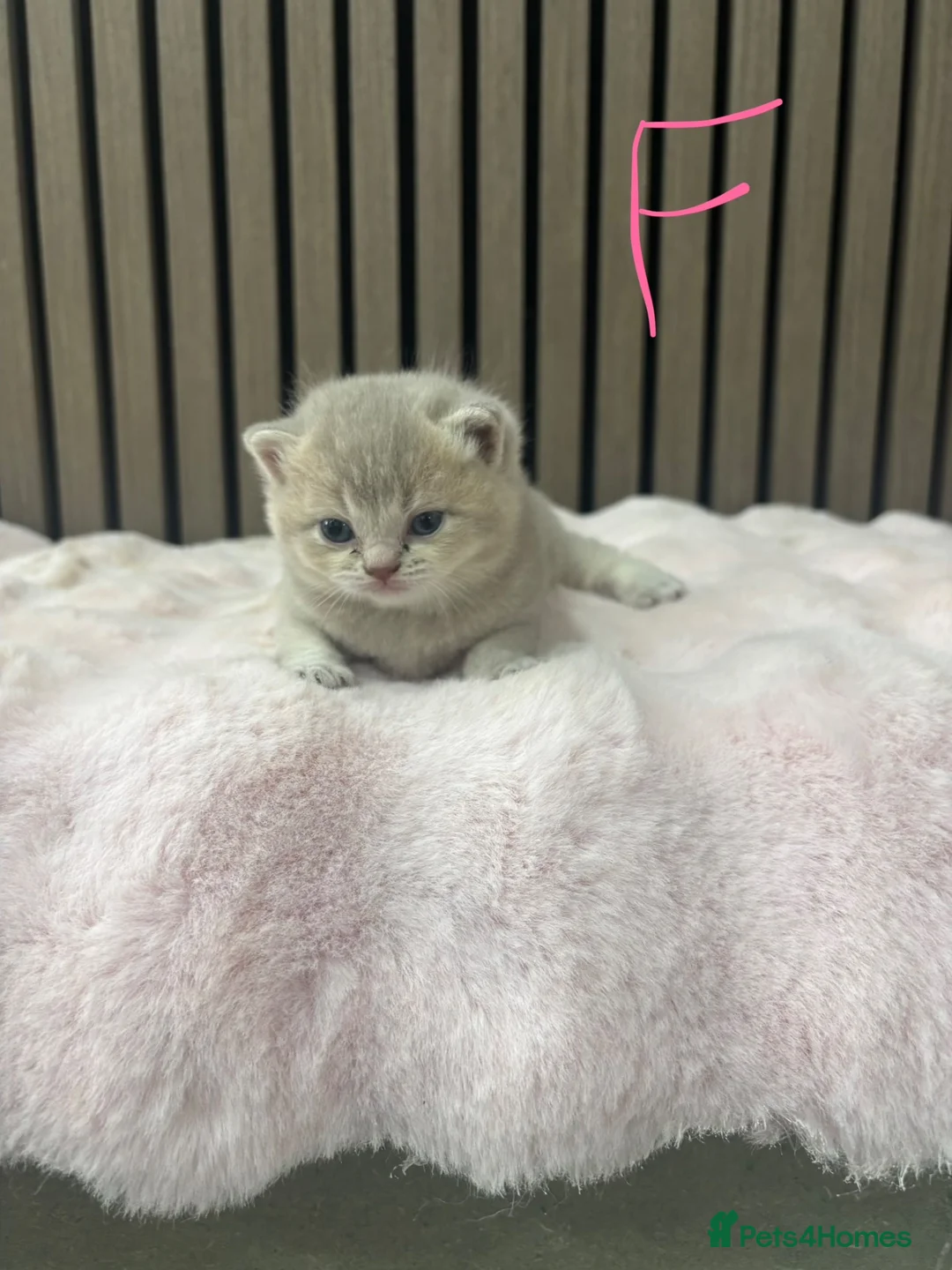 British Shorthair cats for sale: British shorthair kittens - Advert 8