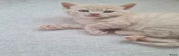 British Shorthair cats for sale: 1 male & 1 female British longhair  - Advert 7