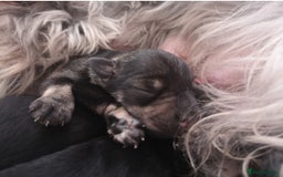 Miniature Schnauzer dogs for sale: Outstanding Miniature Schnauzer Puppies - Image 16