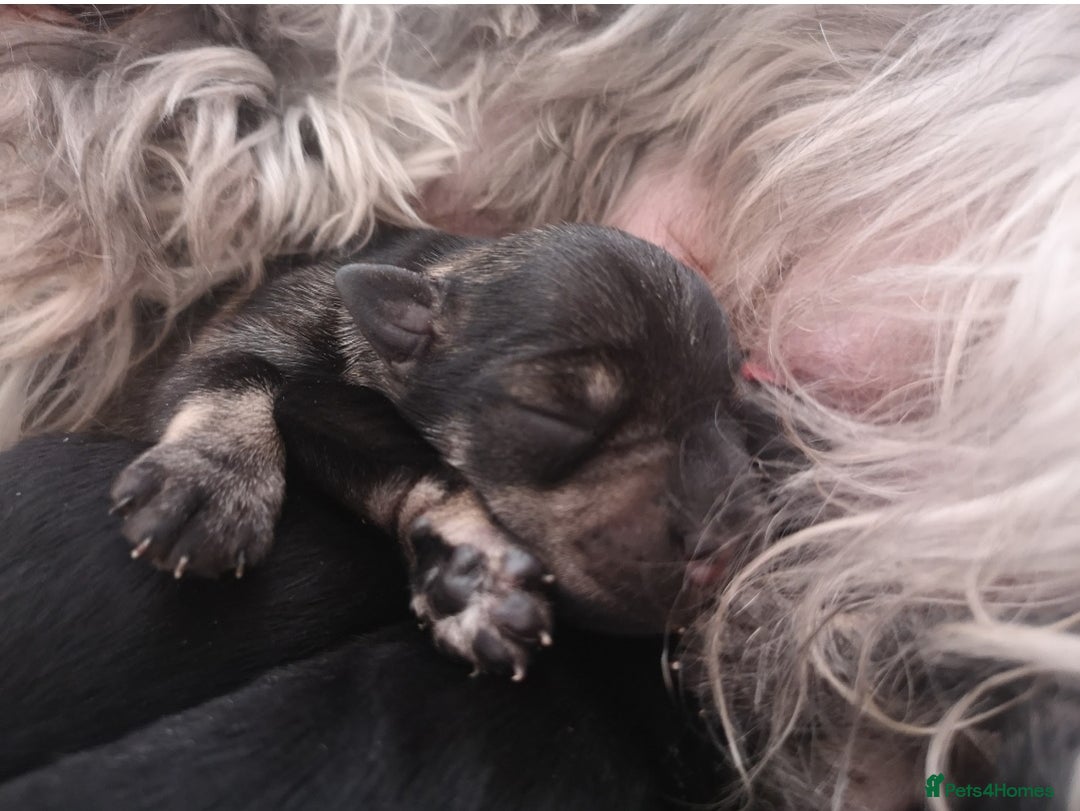 Miniature Schnauzer dogs for sale: Outstanding Miniature Schnauzer Puppies - Image 16