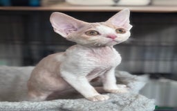 Devon Rex cats for sale: Adorable pedigree Devon Rex  - Image 3