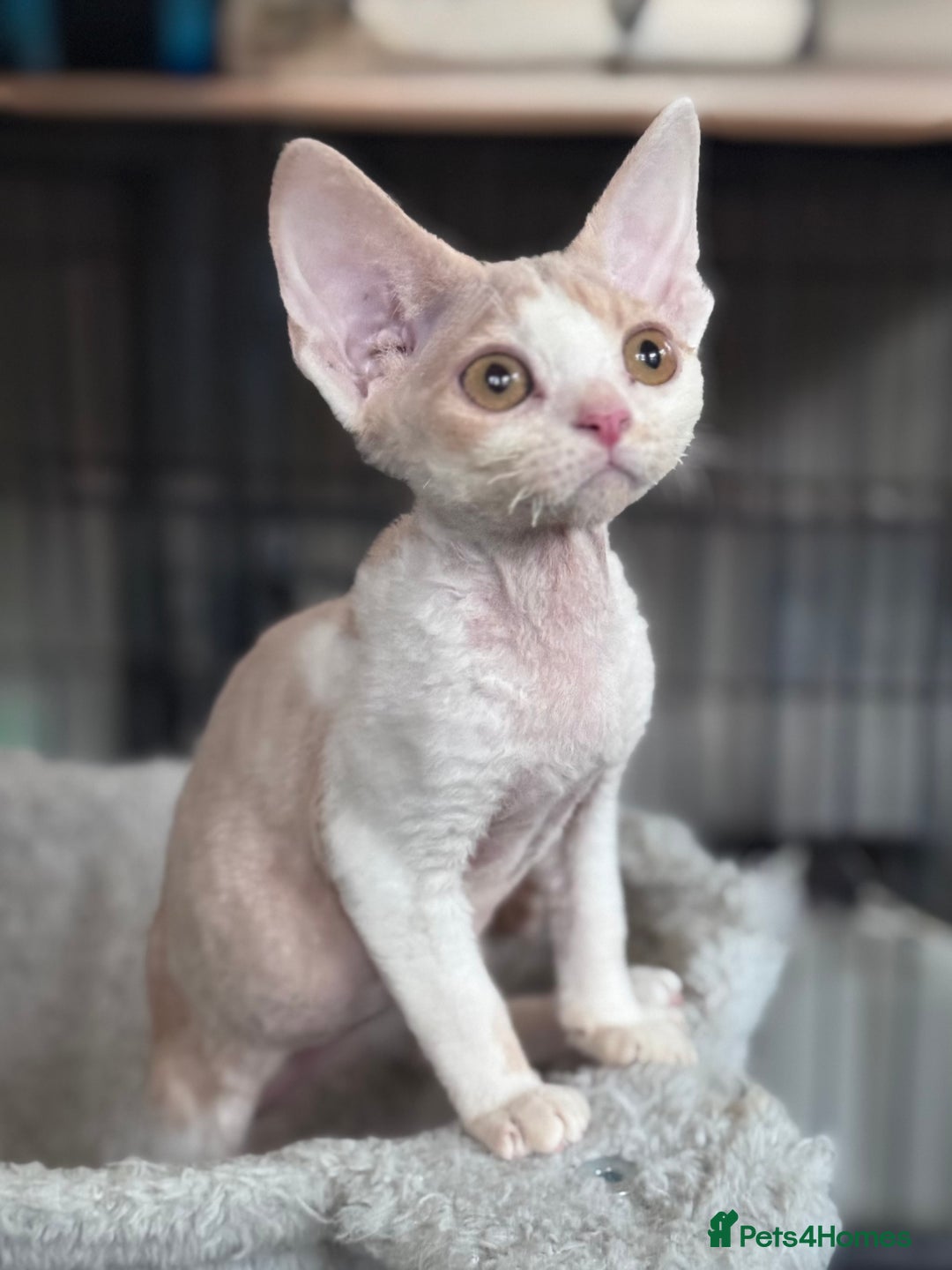 Devon Rex cats for sale: Adorable pedigree Devon Rex  - Image 3