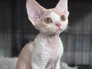 Devon Rex cats - Advert 2