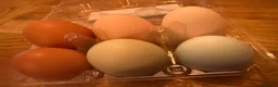 Chickens poultry for sale: Fertile hatching eggs x6 with free postage  in Saint Austell - Advert 2