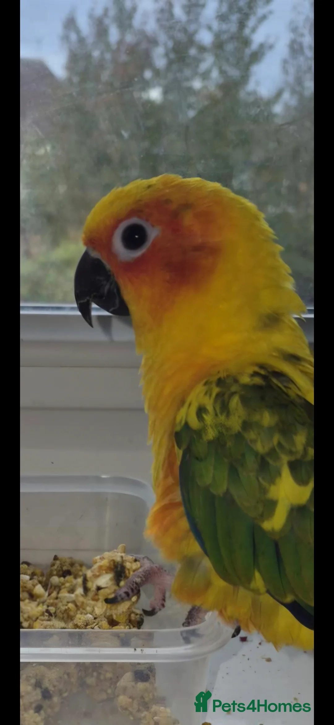 Conures birds for sale: Sun conure  - Advert 2