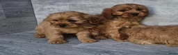 Cavapoo dogs for sale: Stunning F1 RED cavapoo boys and girls READY NOW - Advert 5