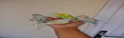 Budgerigars birds for sale: Super hand tamed baby budgies  - Advert 1