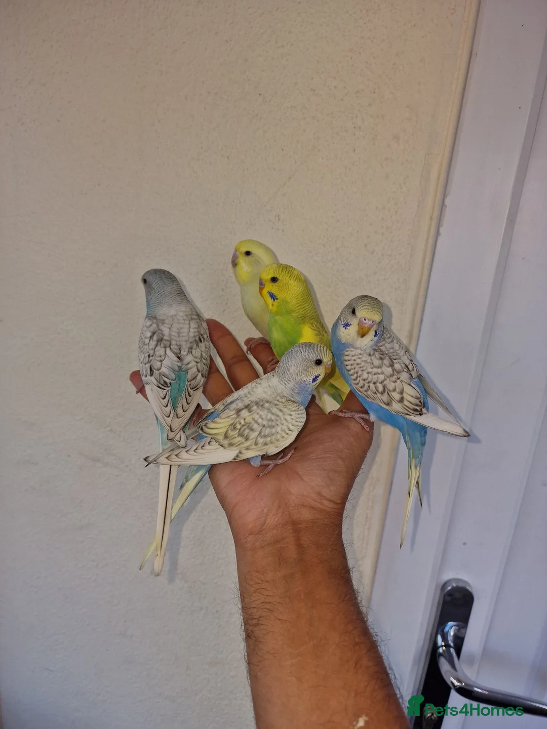 Budgerigars birds for sale: Super hand tamed baby budgies  - Advert 1