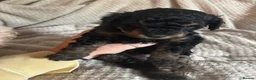 Toy Poodle dogs for sale: Beautiful toy poodles  - Advert 6