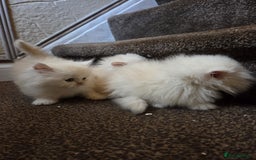 Persian cats for sale: 🌟 Trio of Precious, Purebred Persian Kittens🌟 - Image 22