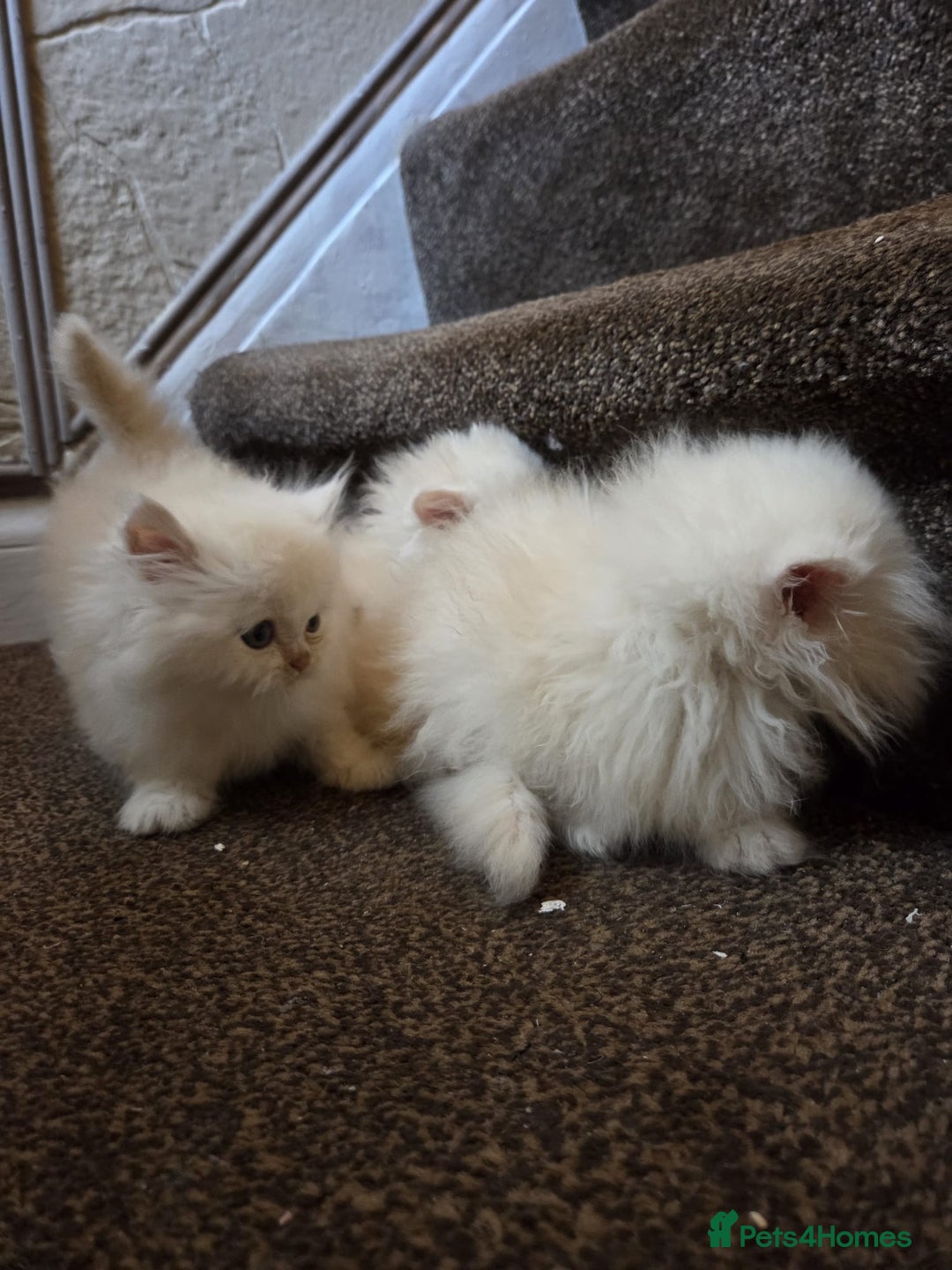Persian cats for sale: 🌟 Trio of Precious, Purebred Persian Kittens🌟 - Image 22