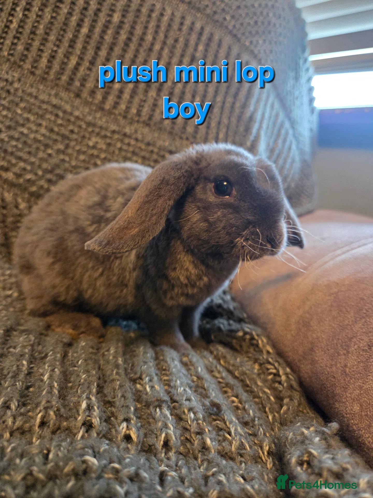 Mini Lop rabbits 8 week old very tame mini lop boys - Advert 2
