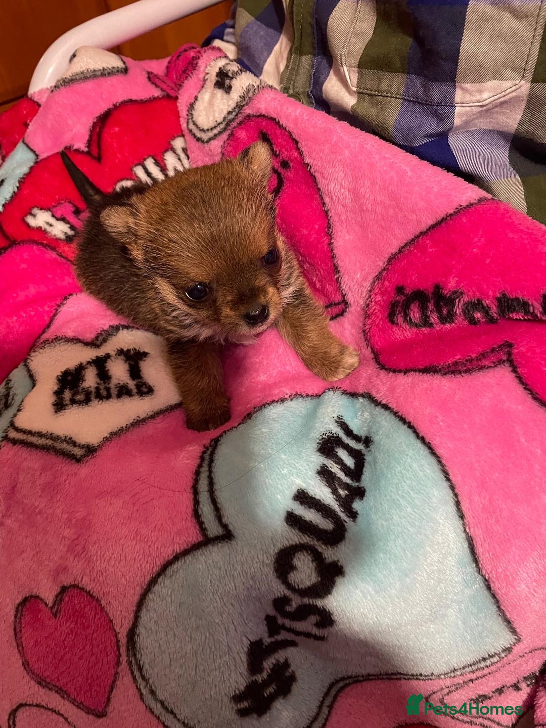 Yorkshire Terrier dogs for sale: Adorable Miniature Yorkshire Terrier Puppy ”Girl” - Advert 3