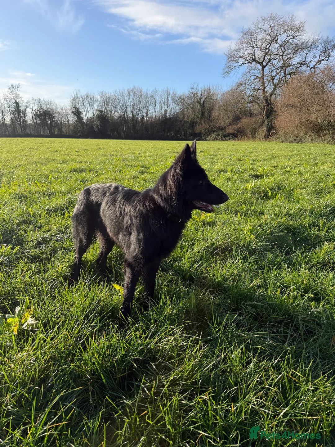 German Shepherd dogs for sale: German Shepard - Advert 3