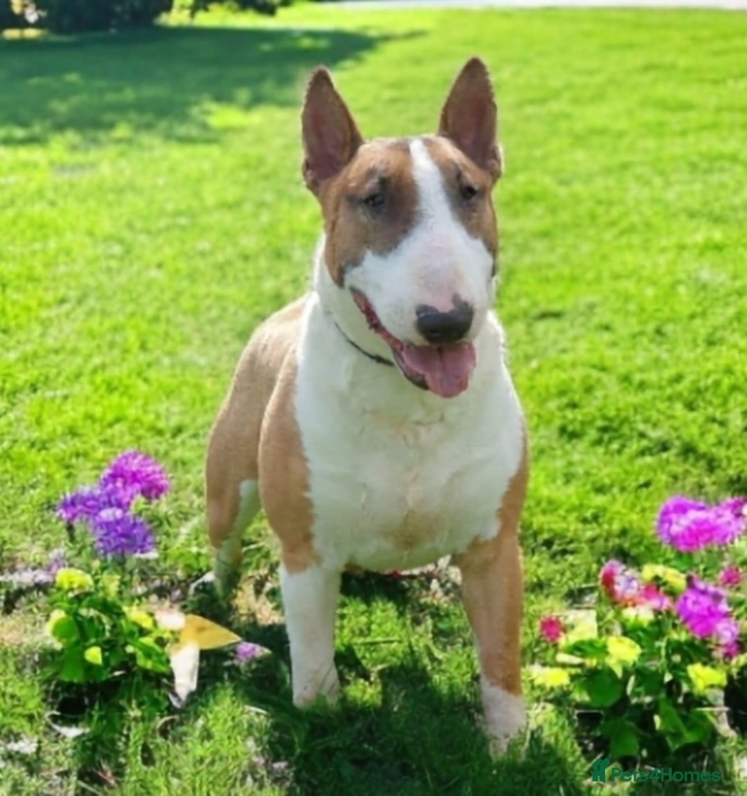 English Bull Terrier dogs for stud: Bull terrier at stud  fully health tested  - Image 3