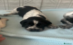 Cocker Spaniel dogs for sale: 🔥 rare coloured show type cocker spaniels  - Image 12