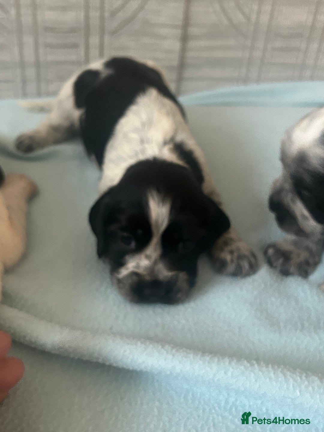 Cocker Spaniel dogs for sale: 🔥 rare coloured show type cocker spaniels  - Image 12