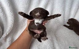 Sprocker dogs for sale: Chocolate Spaniels  - Image 5