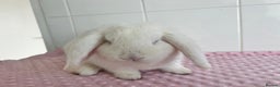 Mini Lop rabbits for sale: Mini lop buck and doe - Advert 5
