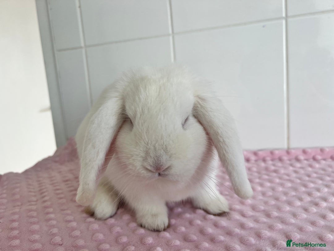 Mini Lop rabbits for sale: Mini lop buck and doe - Advert 5