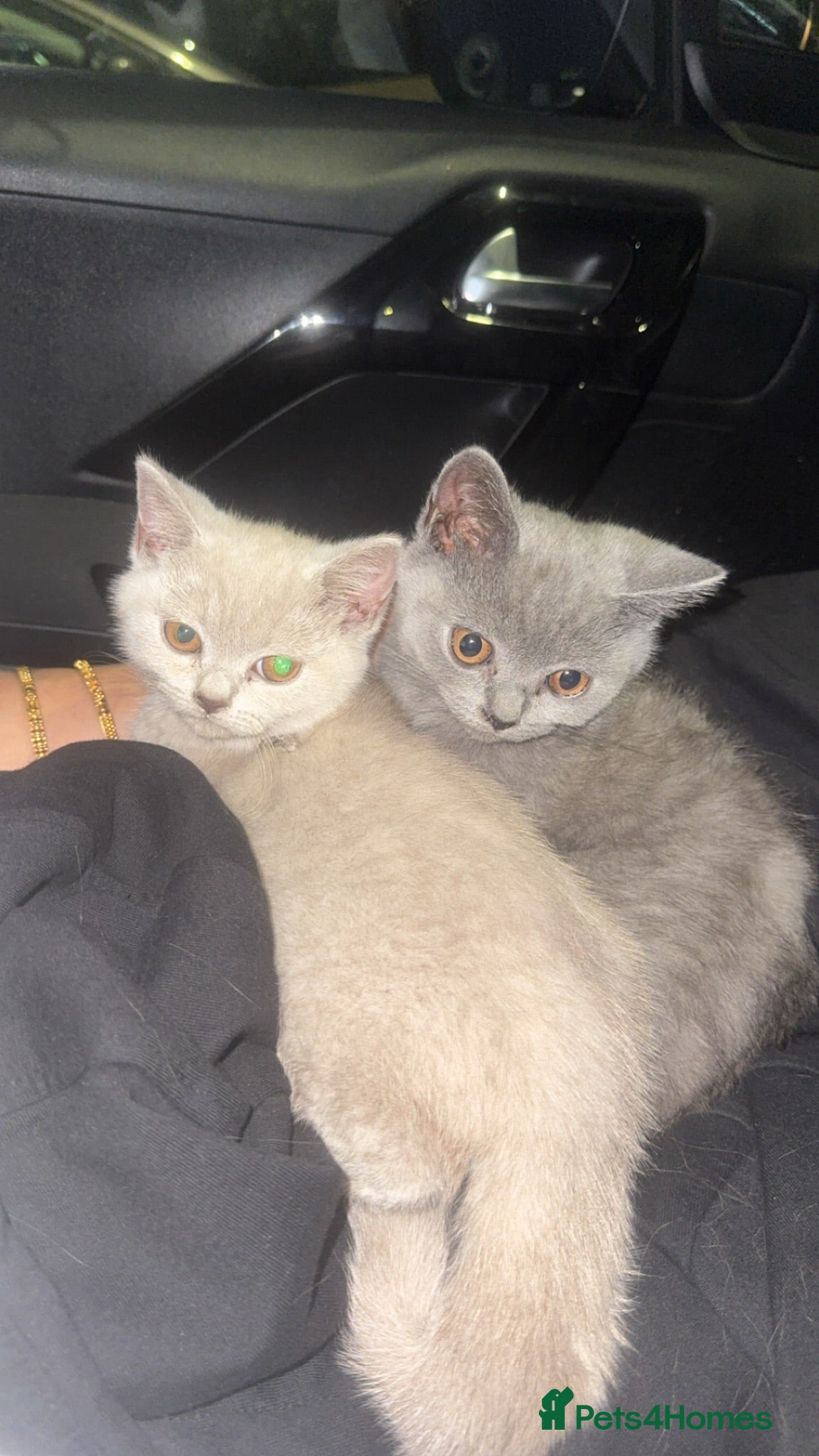 British Shorthair cats British shorthair  - Advert 4