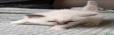 Ragdoll Kitten 4
