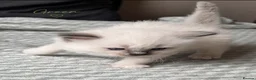 Ragdoll cats for sale: Beautiful ragdoll kittens ready to reserve.    - Advert 13