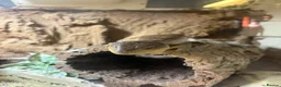 Skink reptiles for sale: Northern Blue Tongue Skink 6 Months Old Male in Wallsend - Advert 22