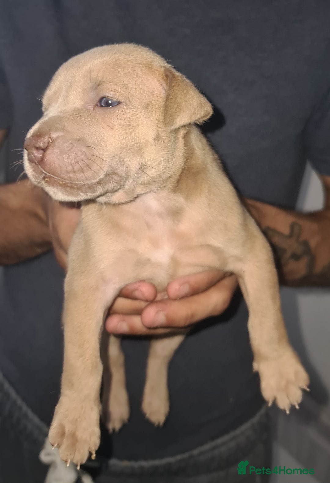 Mixed Breed dogs for sale: Top level Crossbreed pups - Image 6