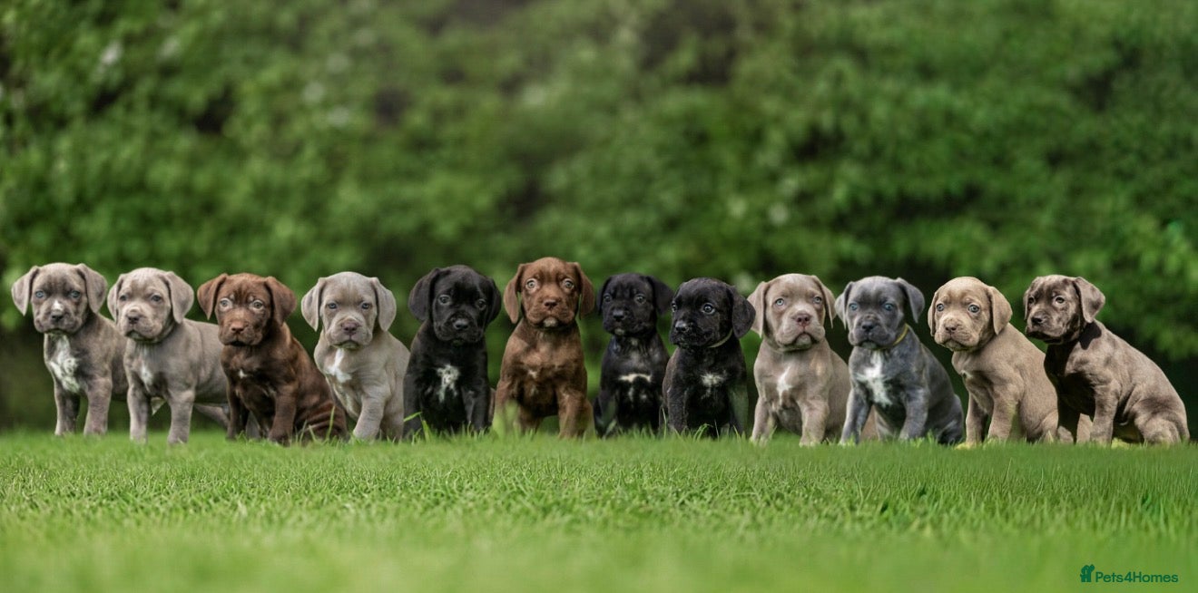 Cane Corso dogs 5 Towns Italian Cane Corso 2nd Spring litter  - Advert 1