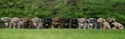 Cane Corso dogs for sale: 5 Towns Italian Cane Corso 2nd Spring litter  - Advert 1