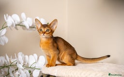 Abyssinian cats for sale: Premium Abyssinian kittens-TICA- Champion Pedigree - Image 33