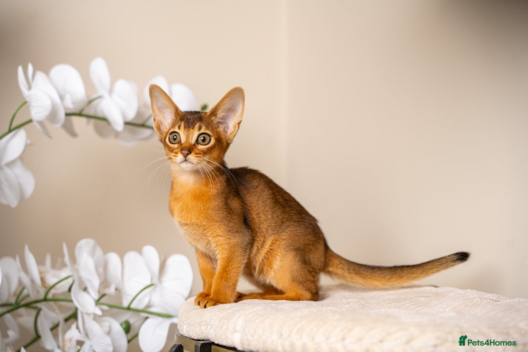 Abyssinian cats for sale: Premium Abyssinian kittens-TICA- Champion Pedigree - Image 33