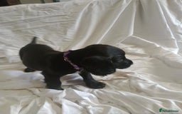 Sprocker dogs for sale: 8 gorgeous Sprocker puppies  - Image 1