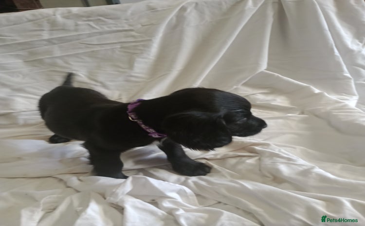 Sprocker dogs - Advert 2