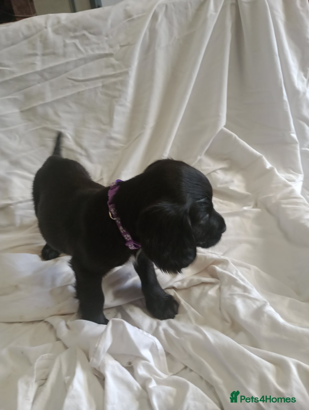 Sprocker dogs for sale: 8 gorgeous Sprocker puppies  - Image 1