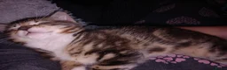 Mixed Breed cats for sale: Tabby female in Bishop Auckland - Advert 4