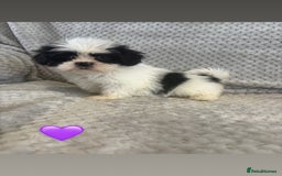 Lhasa Apso dogs for sale: Beautiful Lhasa Apso  - Image 17