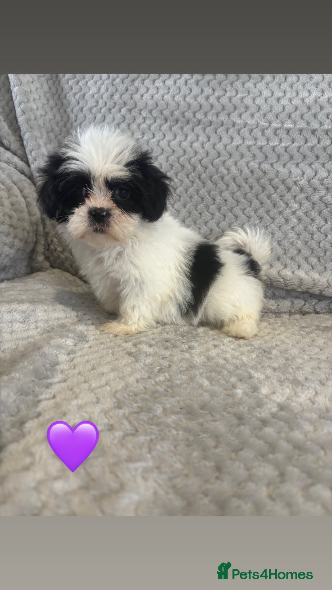 Lhasa Apso dogs for sale: Beautiful Lhasa Apso  - Image 17
