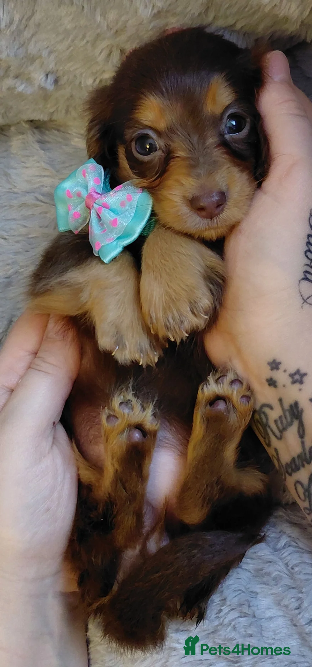 Miniature Dachshund dogs for sale: ✨️Available & Ready✨️3 Left✨️Longhaired Mini's✨️ - Advert 36