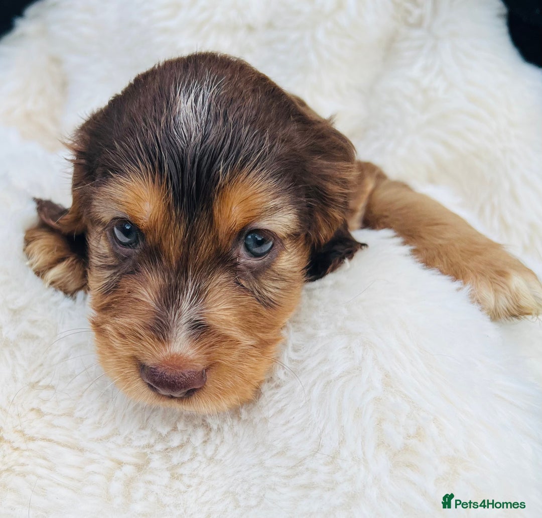Cocker Spaniel dogs for sale: Gorgeous show type cocker spaniels - Image 10