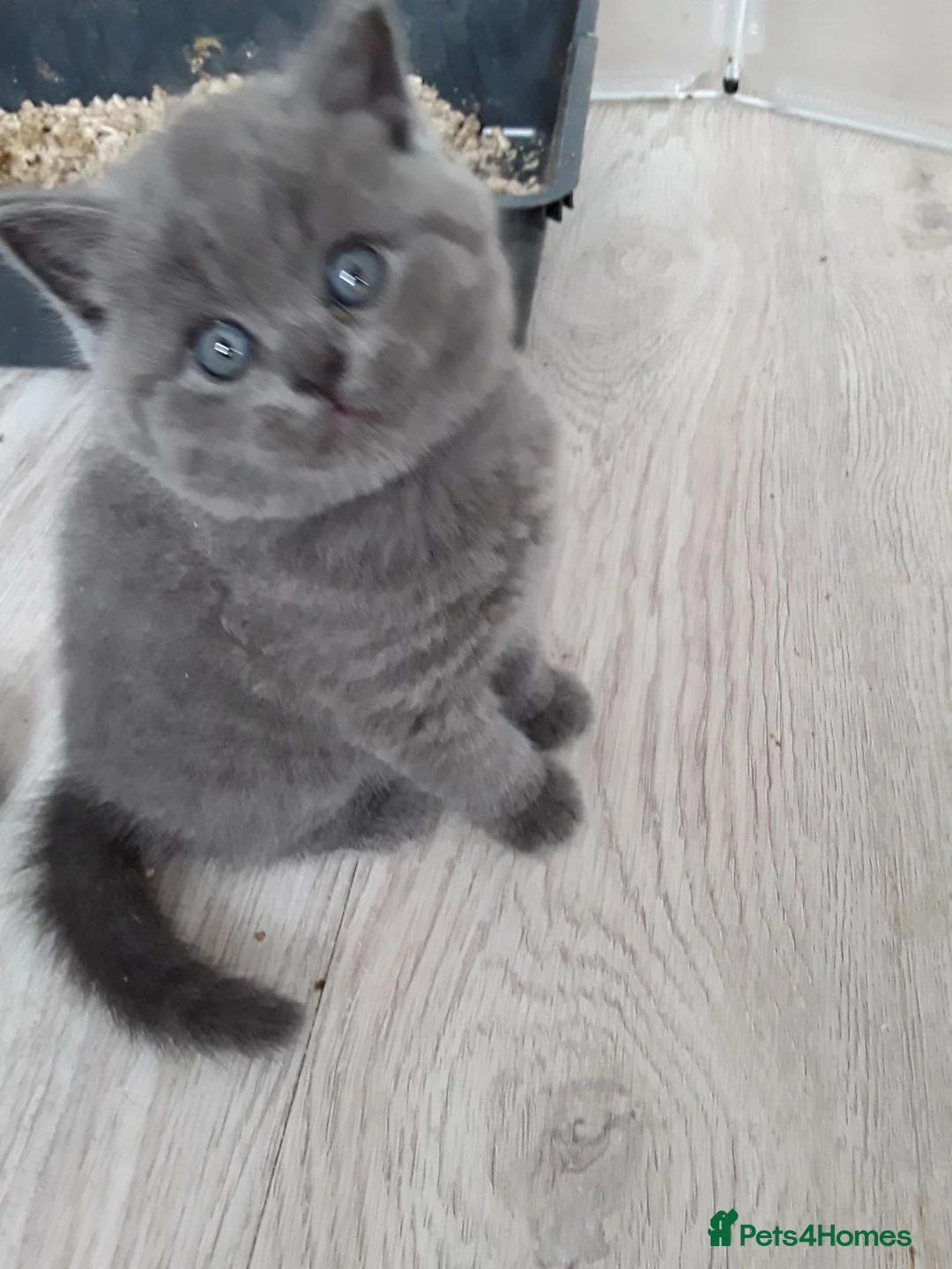 British Shorthair cats for sale: Chunky pedigree Bsh girl  - Advert 2