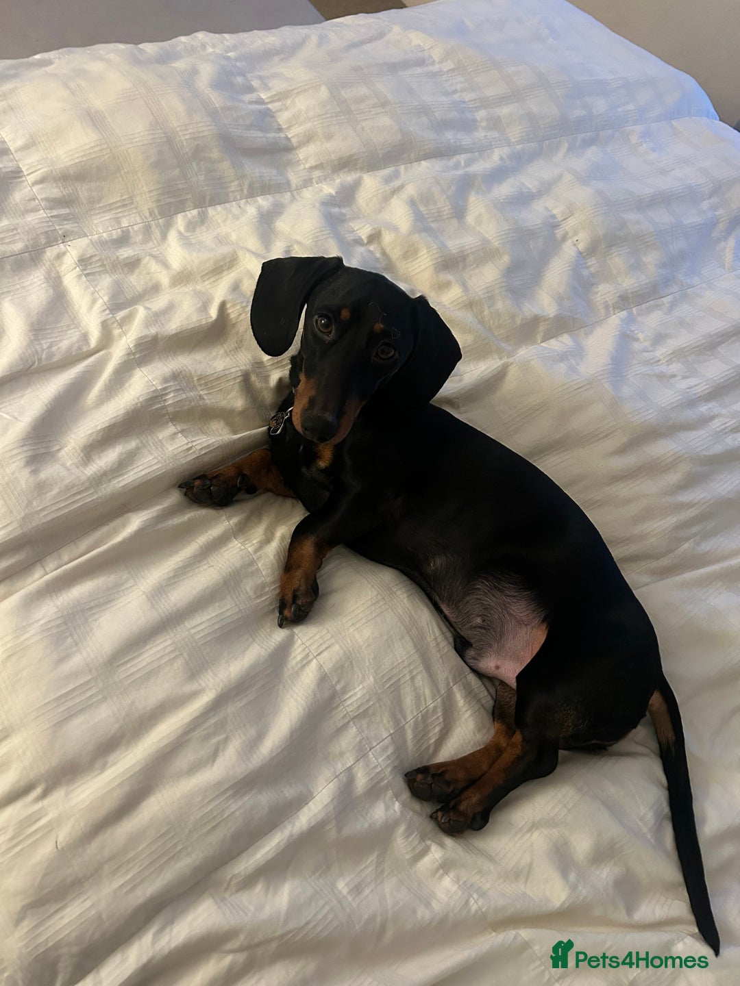 Miniature Dachshund dogs for sale: Black & tan miniature dachshund - Advert 7