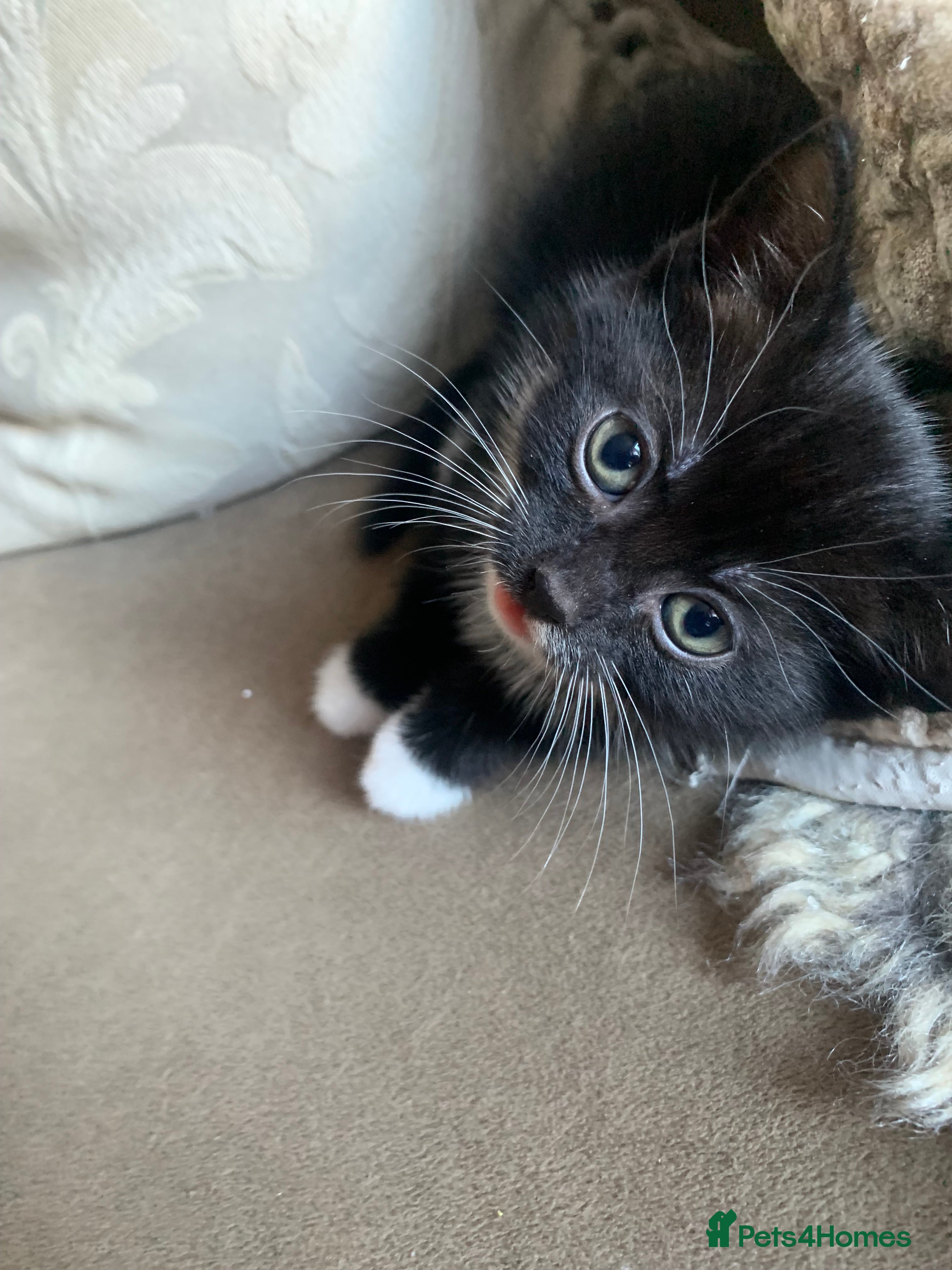 Persian cats cute adorable bundle of joy kittens - Advert 18